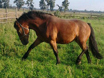 Kalinkowe :)