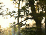 Fotoblog learner