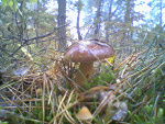 Fotoblog chodak12