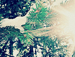 Fotoblog raspbberry