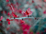 Fotoblog dreamismagic