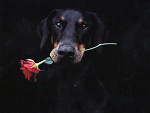 Fotoblog icoulddieforyou