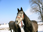 Fotoblog ankaa122