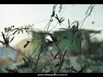 Fotoblog meush