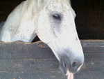 Fotoblog loveehorsesxd