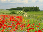 Fotoblog gieniowo