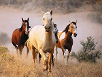 Fotoblog gniada2002