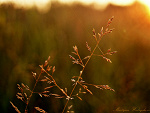 Fotoblog kreconowlosa12