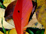 Fotoblog pyzioowa
