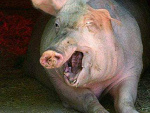 Fotoblog kielbasasopocka