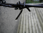 Fotoblog marchewwogrodzie
