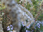 Fotoblog kolana99