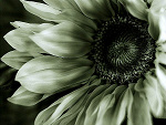 Fotoblog ibelieveicanfly9