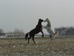 Fotoblog seminthar