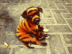 Fotoblog ladnieee