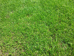Fotoblog ogoor