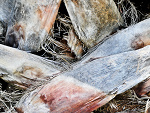 Fotoblog ramish