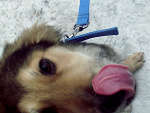 Fotoblog videogallery