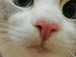 Fotoblog peeepsiii