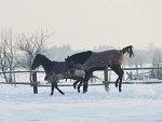 Fotoblog bytuch