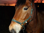 Fotoblog fourhooves7