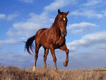 Fotoblog marek1134