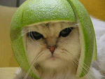 Fotoblog bzduraura