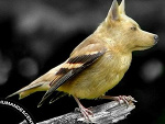 Fotoblog artpasaz