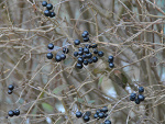 Fotoblog xxkropkaxx