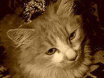 Fotoblog nosferatus