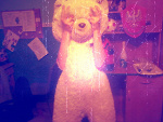 Fotoblog sweetyourhoney