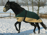 Oliś