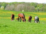 Fotoblog mojezyciewsiodle