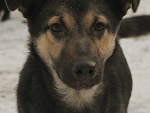 Schronisko Medor