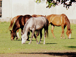 Fotoblog leonowa
