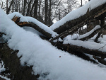 Fotoblog natura21