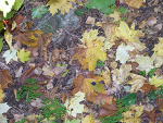 Fotoblog 8865
