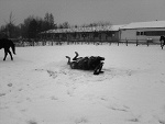 Fotoblog loffhorses