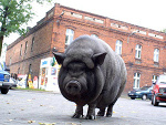 Fotoblog swinkairus