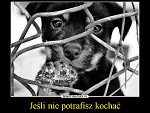 Fotoblog kopytko2003
