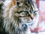 Fotoblog ladykorr