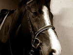 Fotoblog rozgadana36