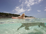 Fotoblog megawieprz
