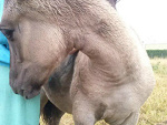 Fotoblog daglezjainela