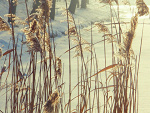Fotoblog solitudeofheart