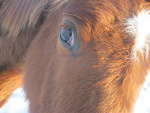 Wpis rebelliousredhead