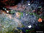 Fotoblog swiatoczamiobiektywu