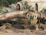 Fotoblog siersciuchh