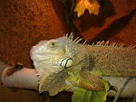 Fotoblog hybrydarider