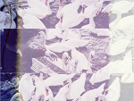 Fotoblog xsharllot
